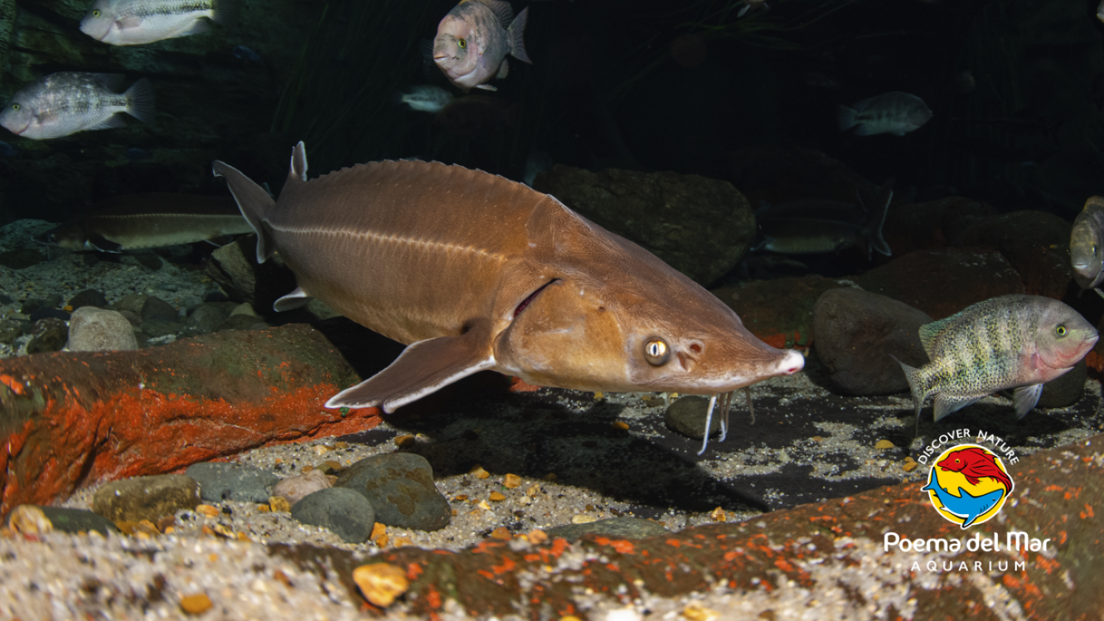 Acipenser ruthenus in Poema del Mar