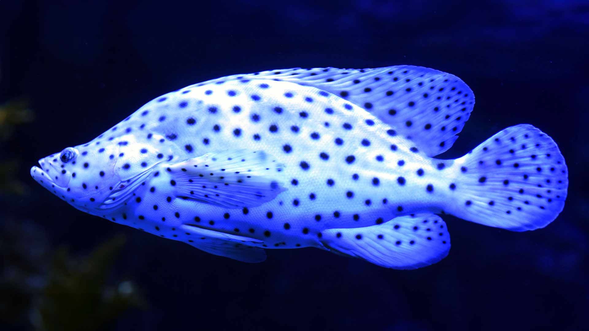 Mero Jorobado