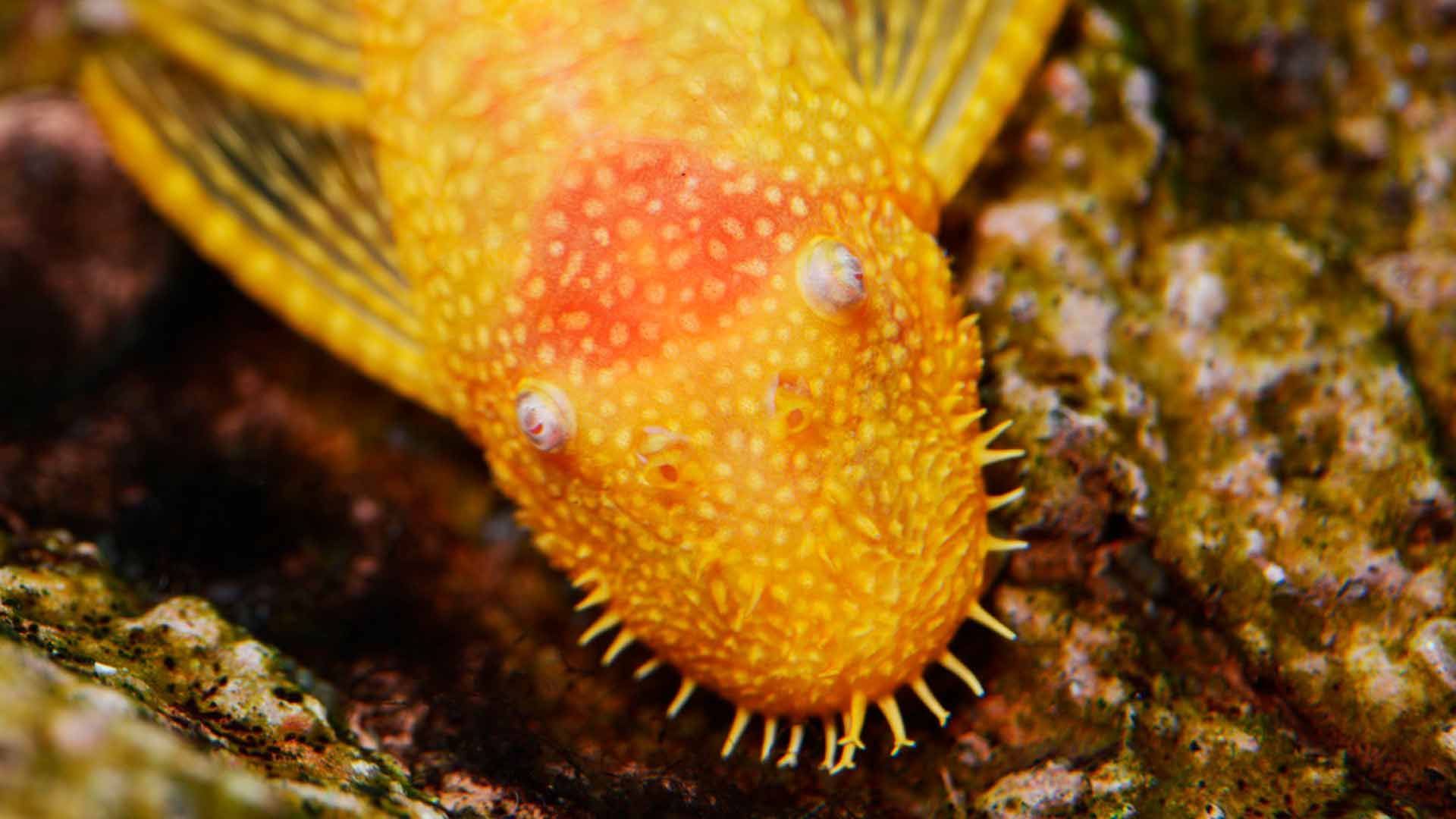 Pleco Barbudo Poema del Mar Acuario Gran Canaria