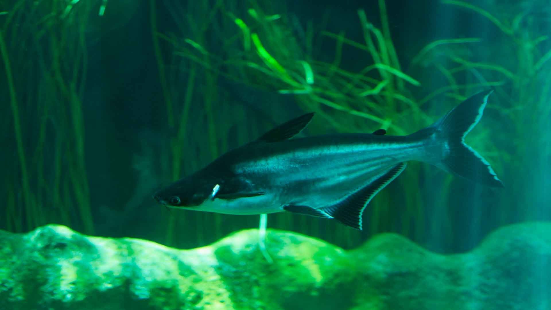 Tiburón de Sutchi
