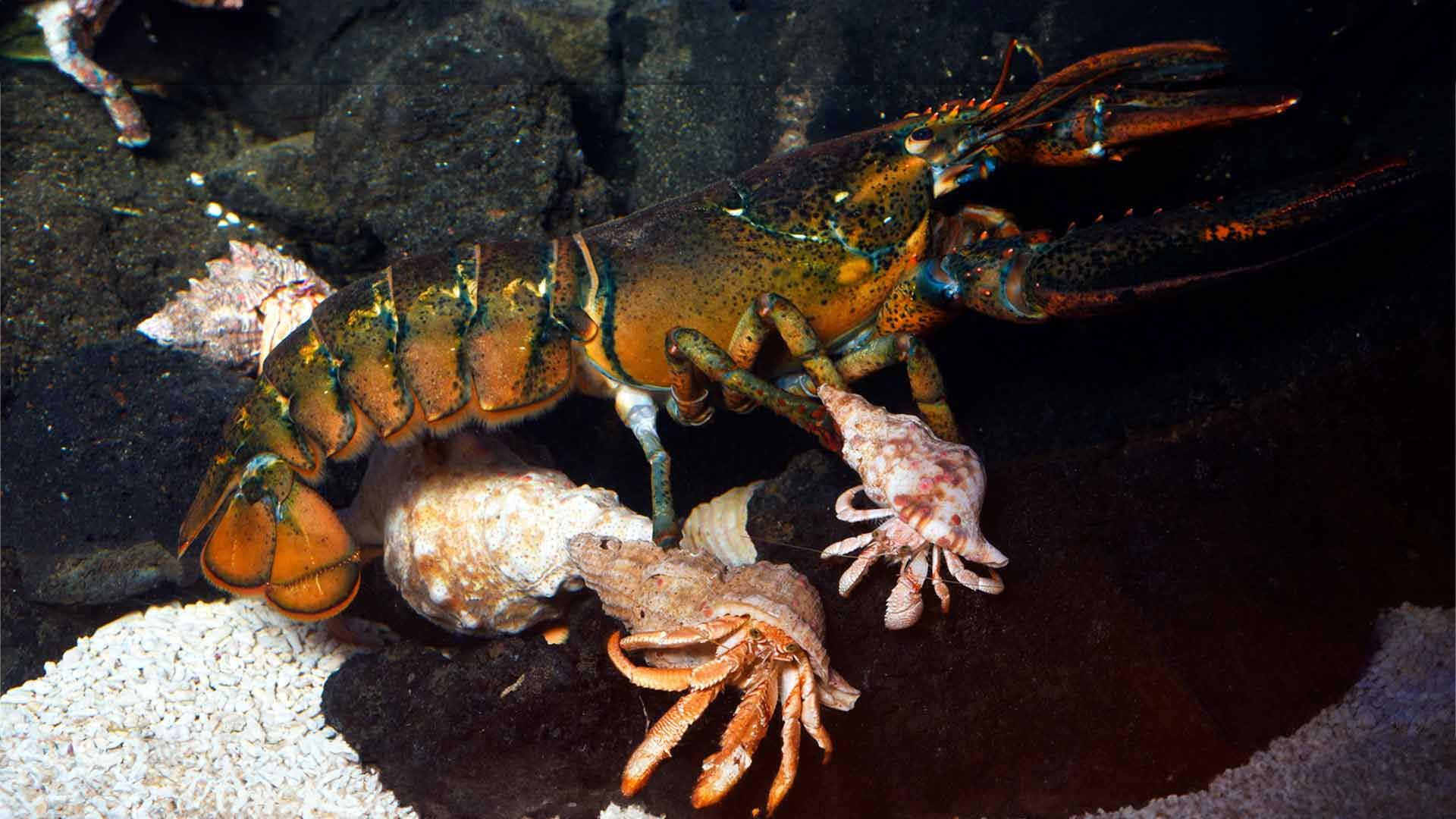 Bogavante