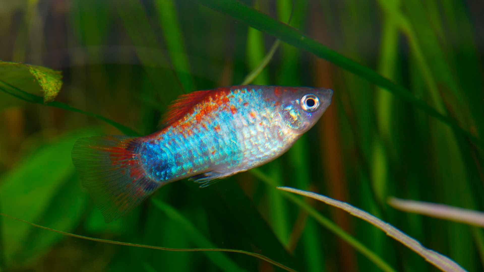 Platy Mickey Mouse