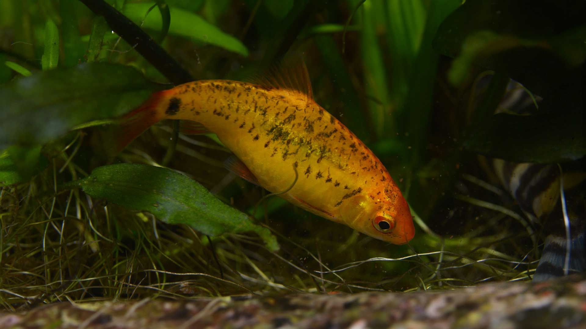 Barbo Dorado