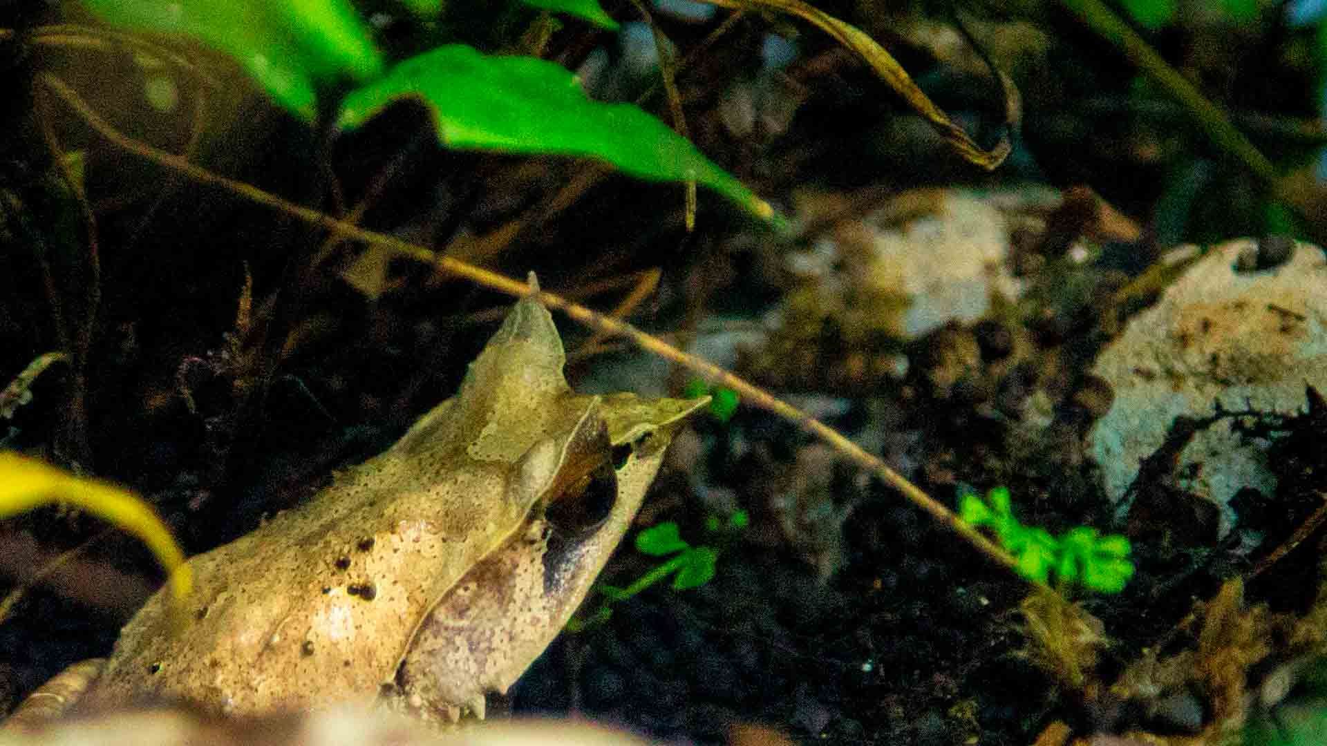 Rana Cornuda Malaya