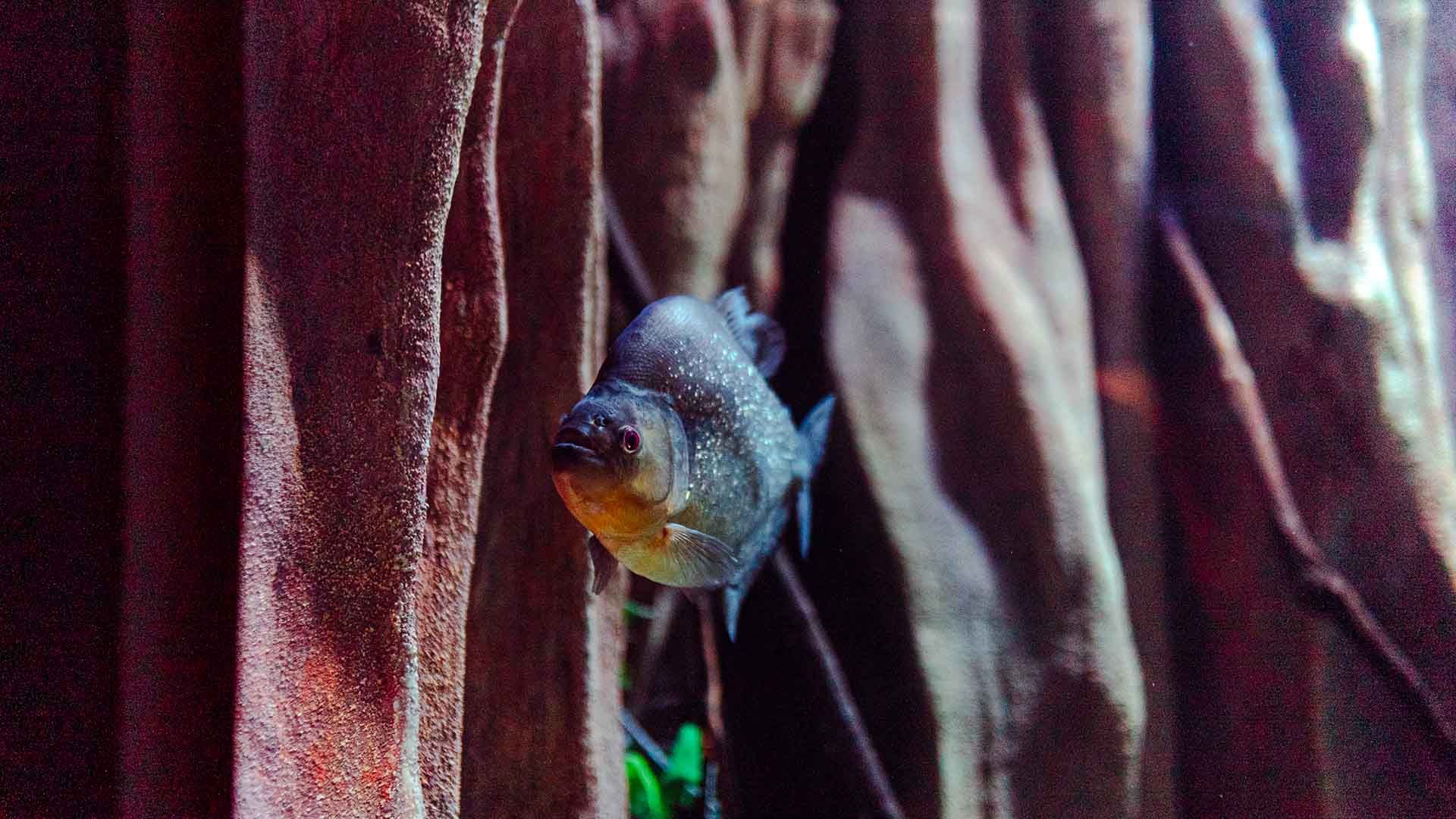 Piraña negra Poema Del Mar Acuario Gran Canaria
