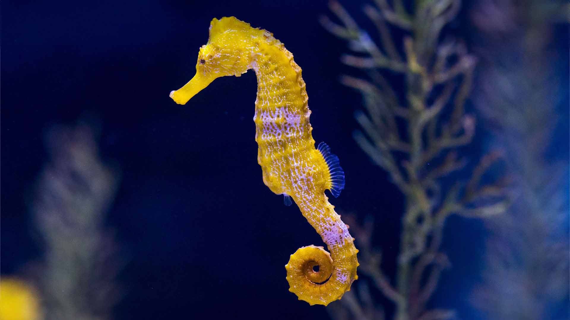 Caballito de Mar (Reidi)