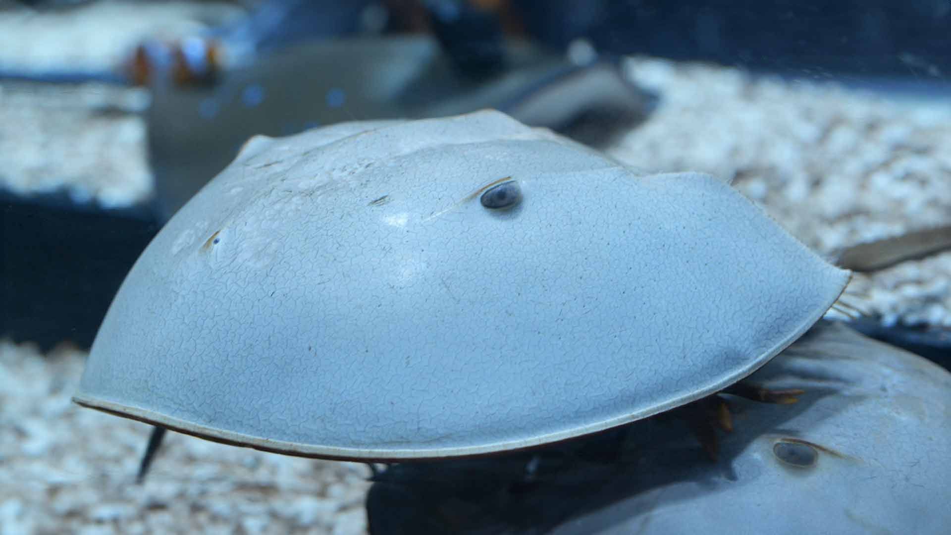 Cangrejo Herradura