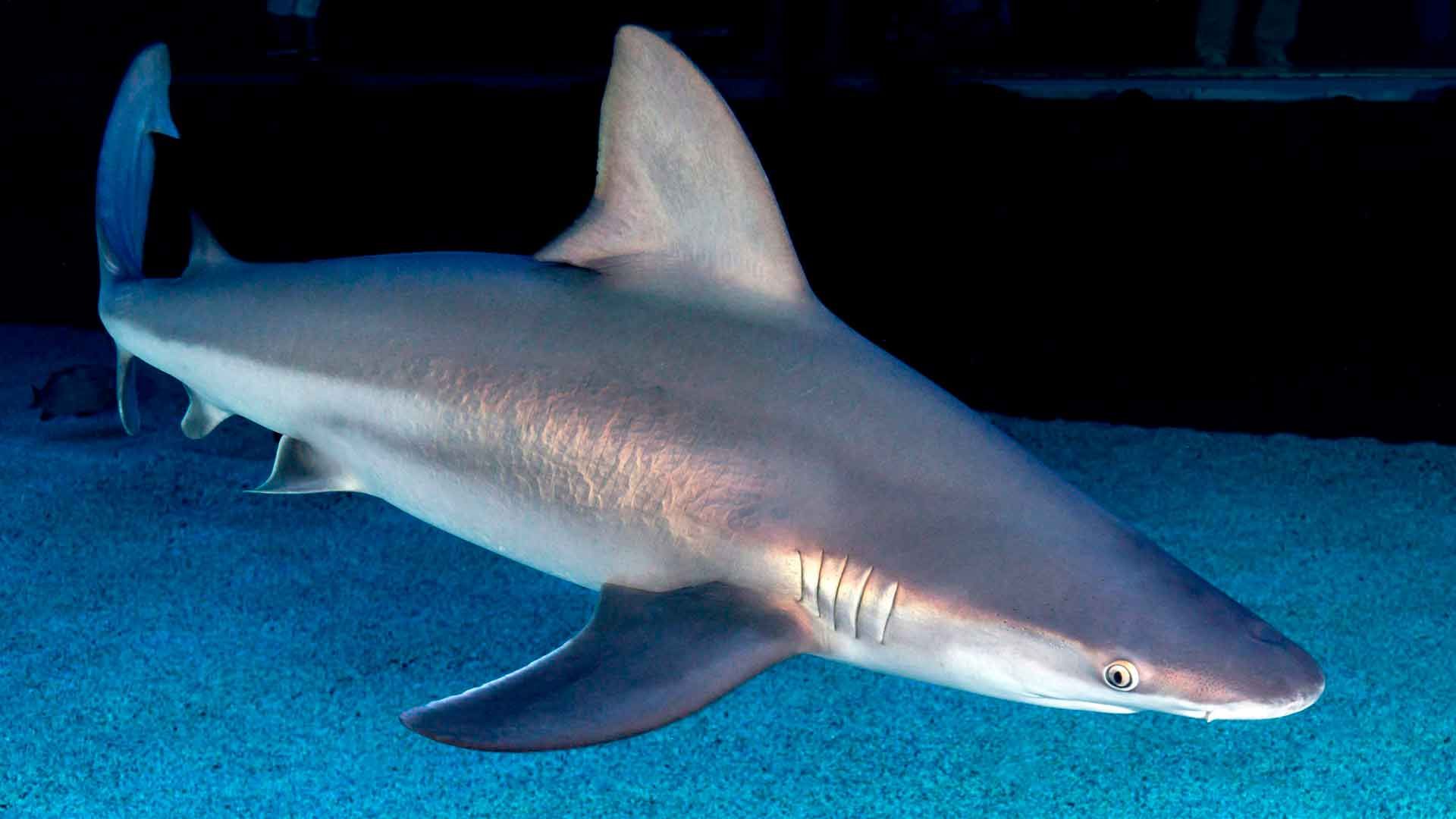 Tiburón Toro Leucas