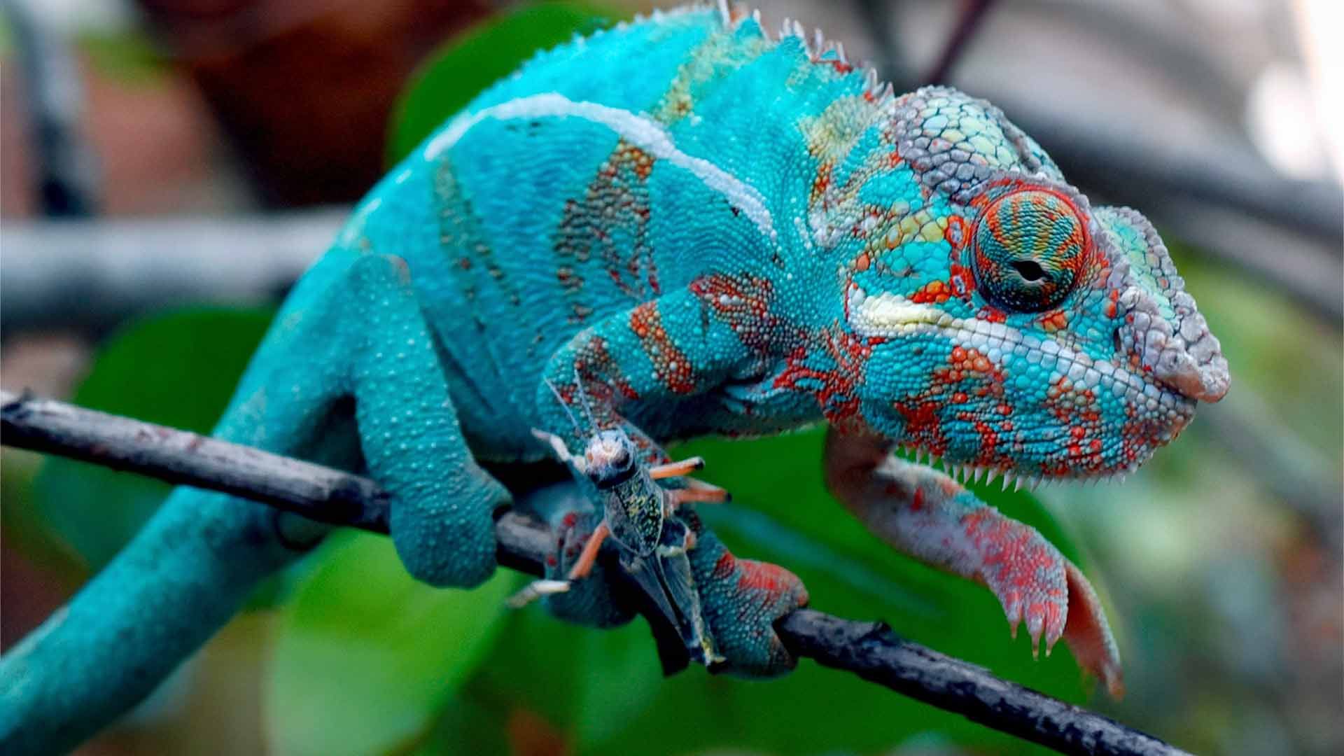 Camaleón Pantera