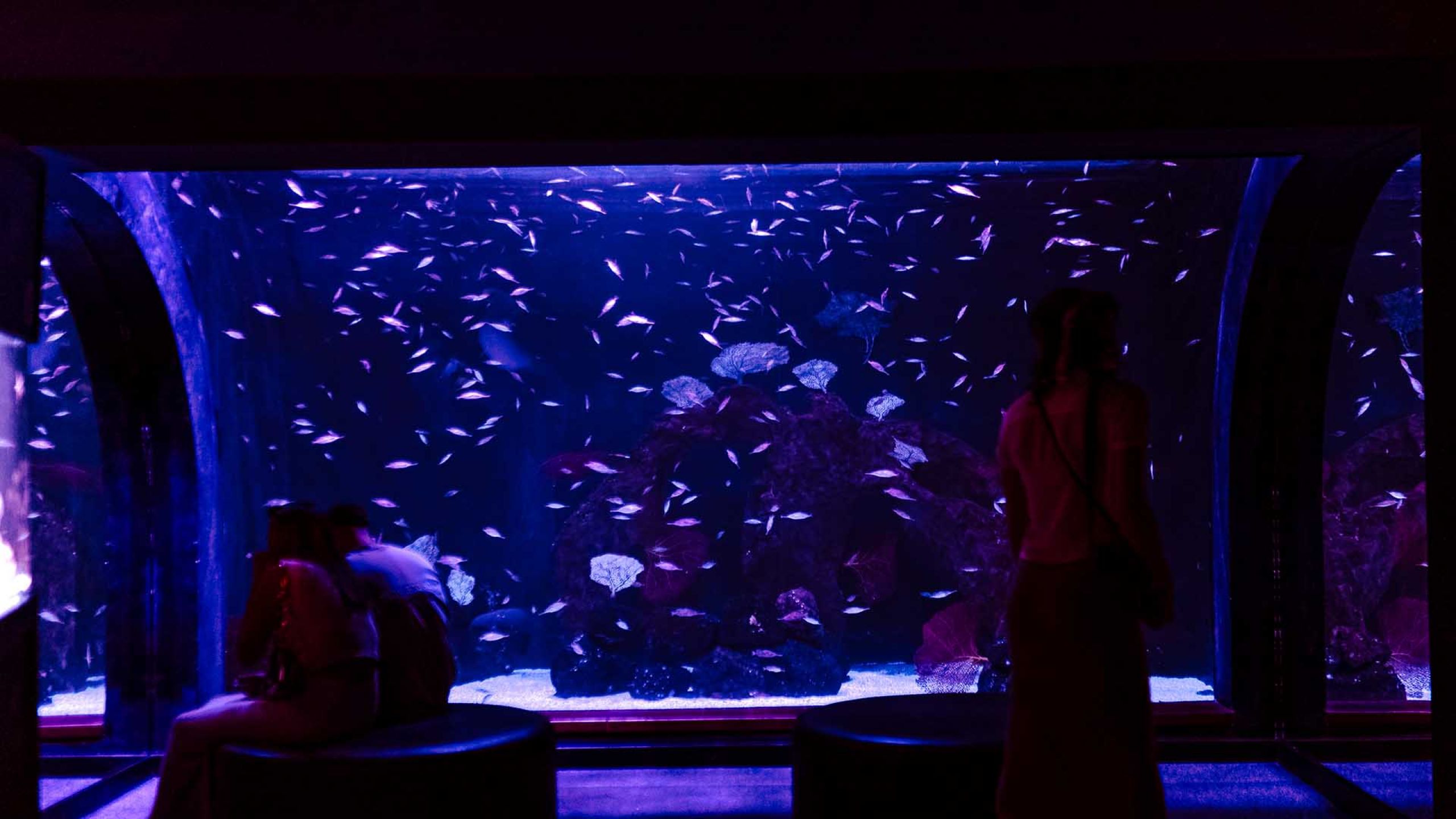 Banco de peces