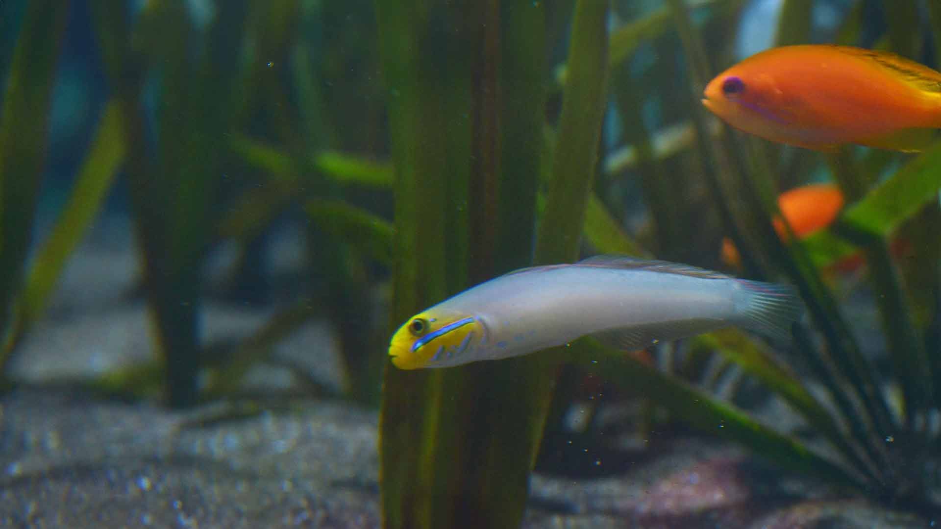 Gobio Cabeza Dorada Dormilón