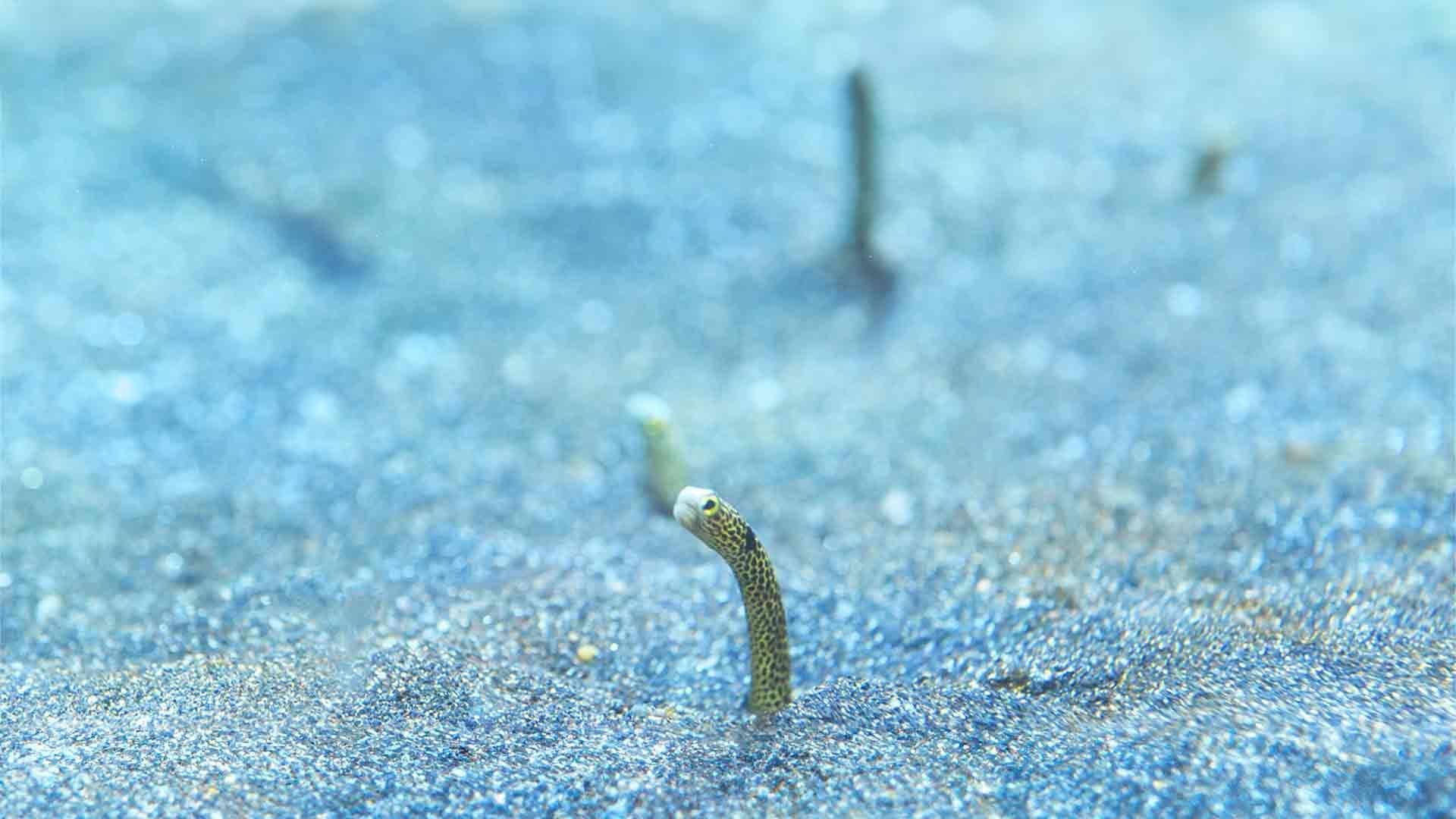 Anguila Jardinera