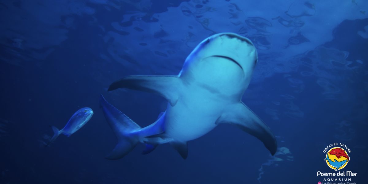 Tiburones en canarias