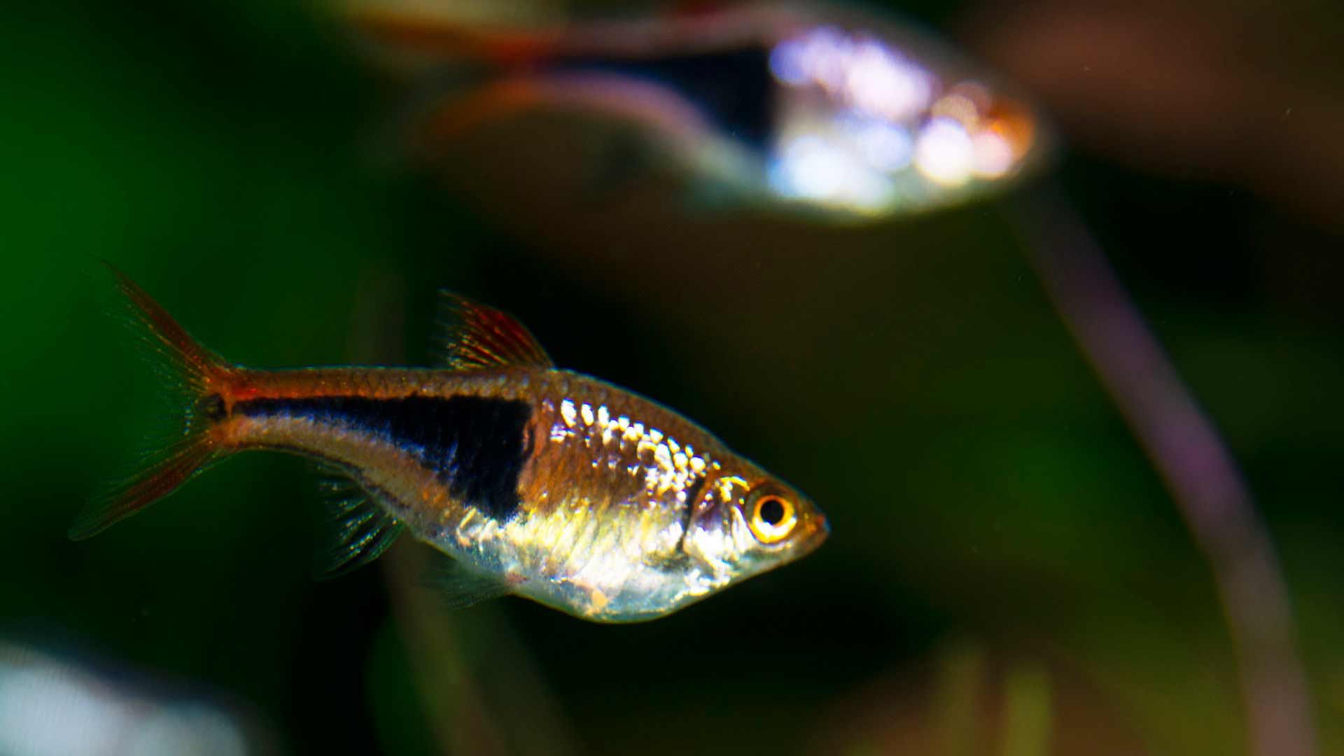 Pez Arlequin