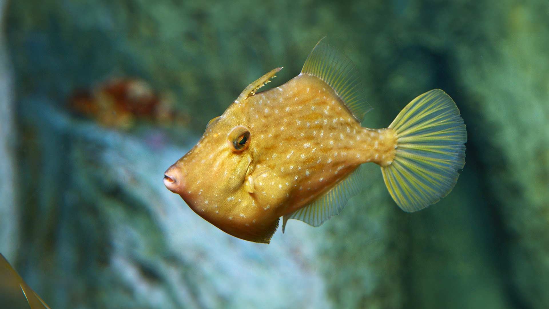 Gallito