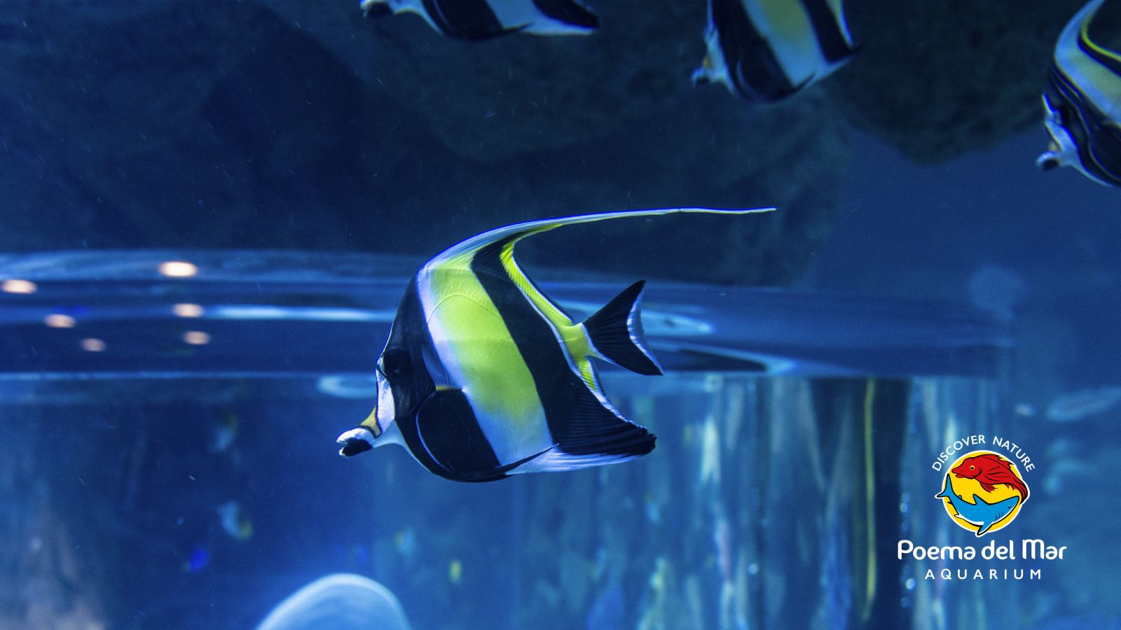 Moorish idol (Zanclus cornutus)
