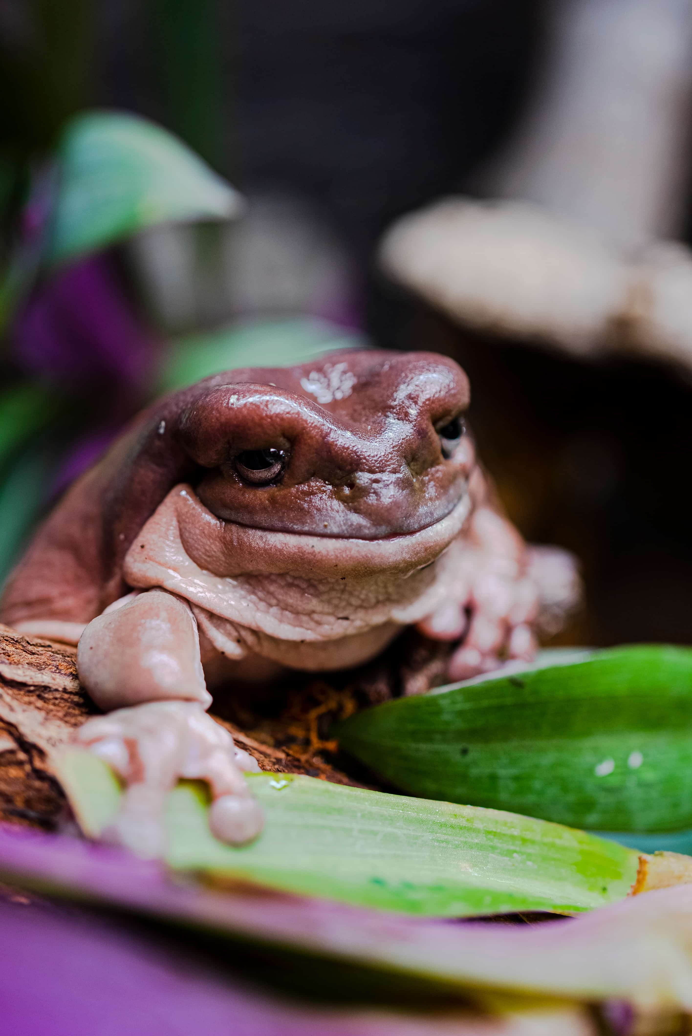 Close-up of an Australian tree frog
