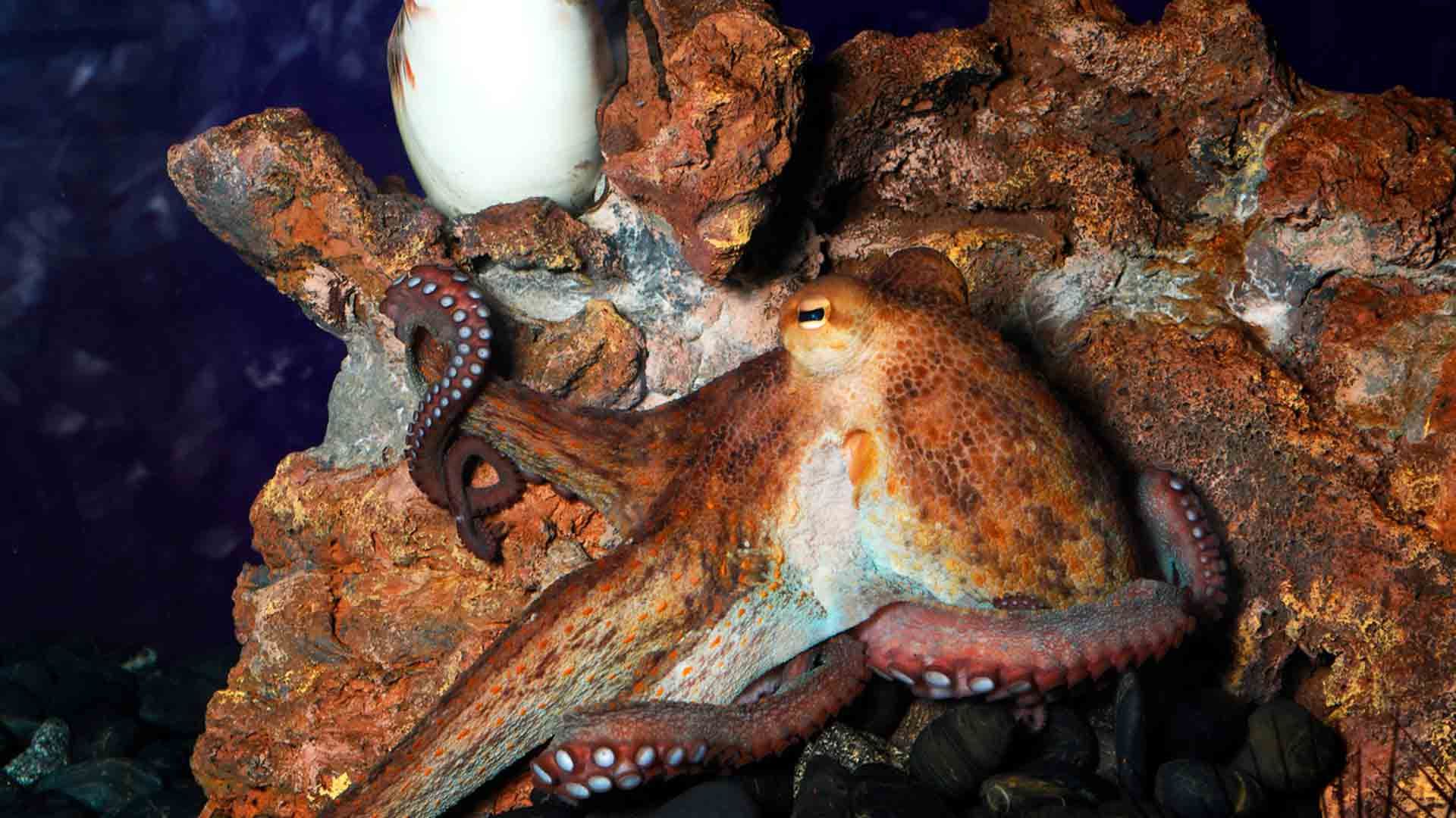 Pulpo Común