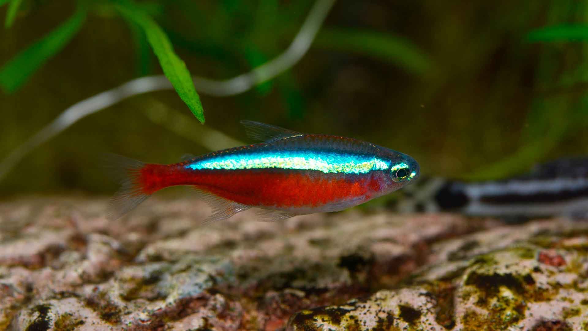 Tetra Cardenal