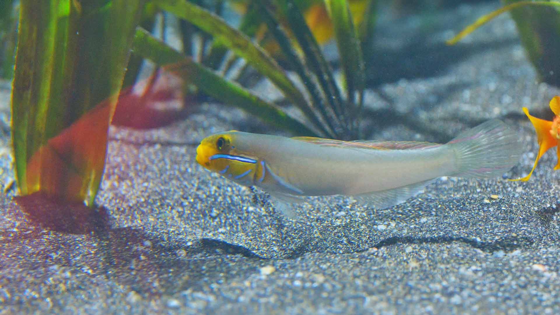 Gobio Cabeza Dorada Dormilón