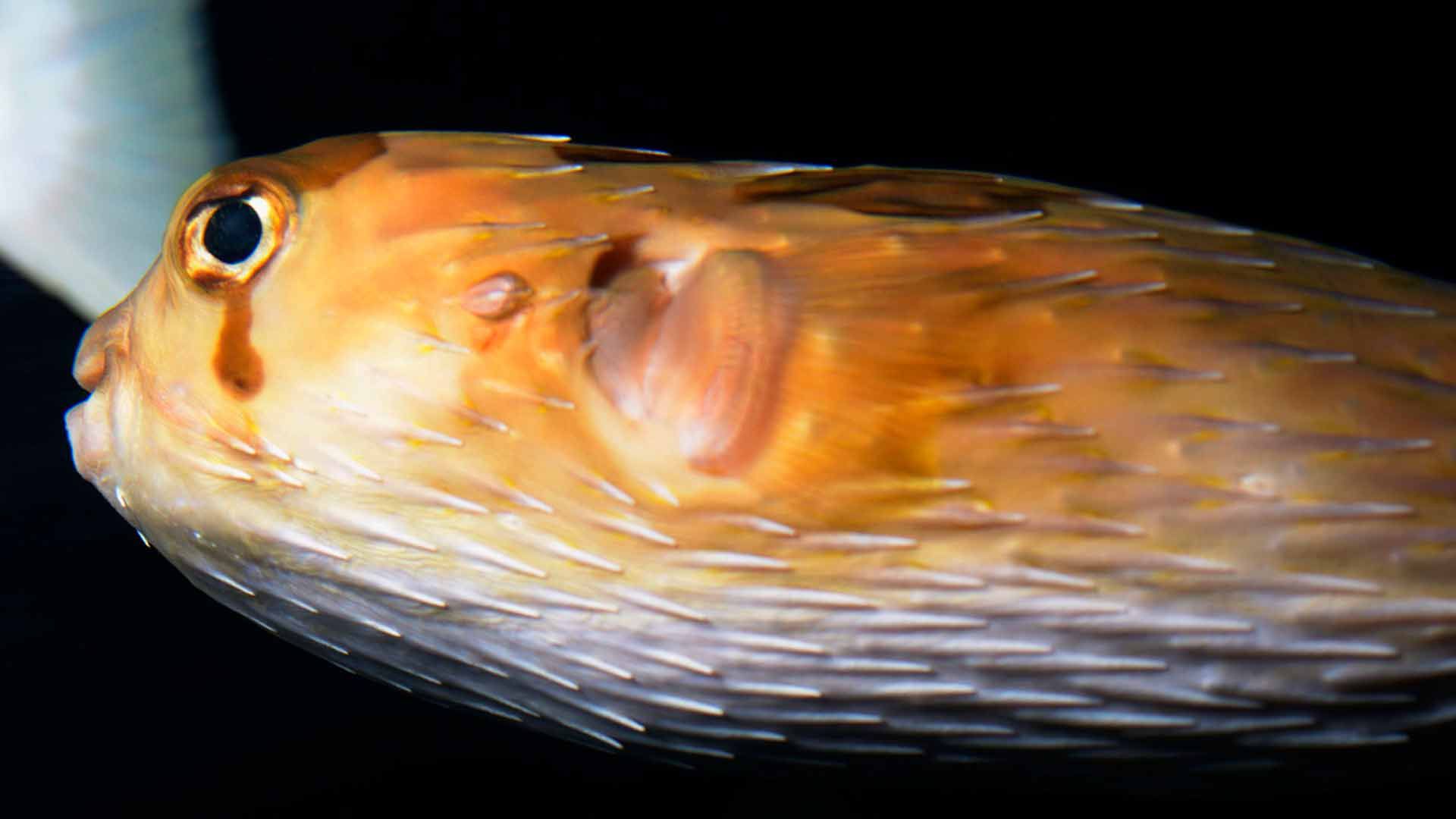 Pez Erizo Mapache