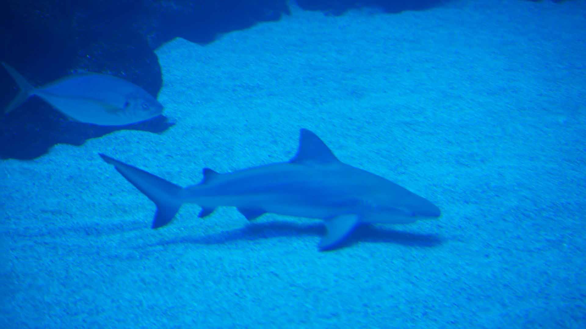 Tiburón Toro Leucas