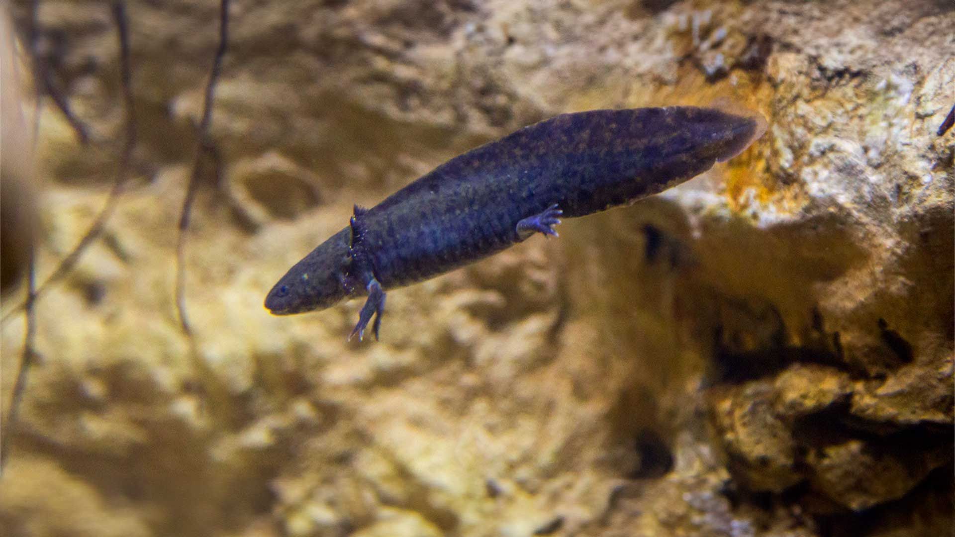 Axolote