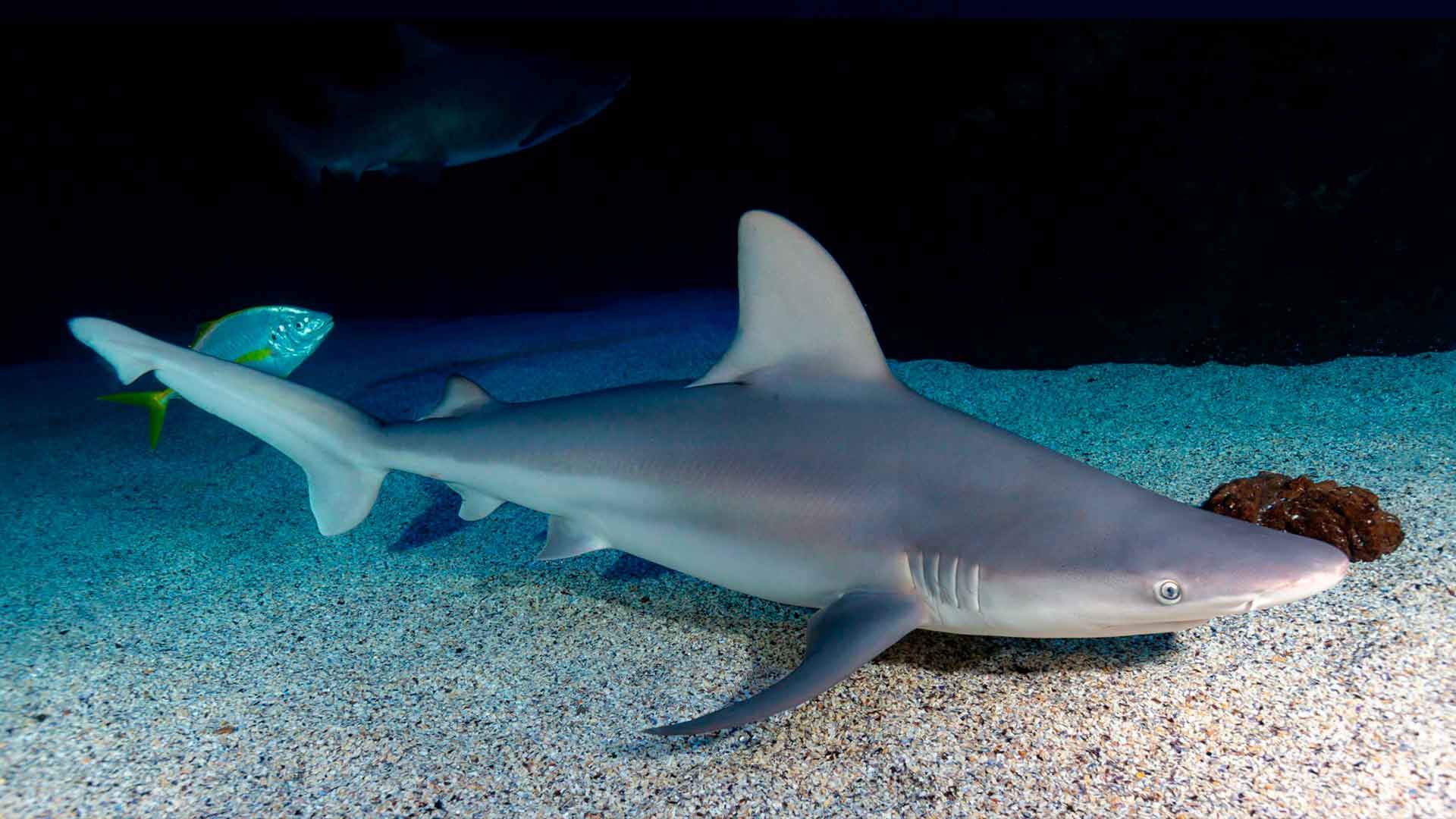 Tiburón Toro Leucas