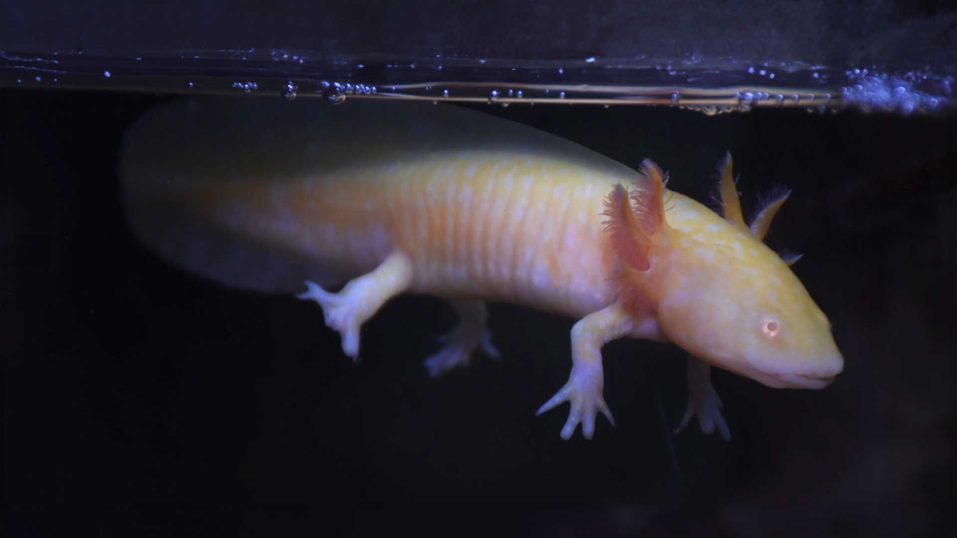 Axolote