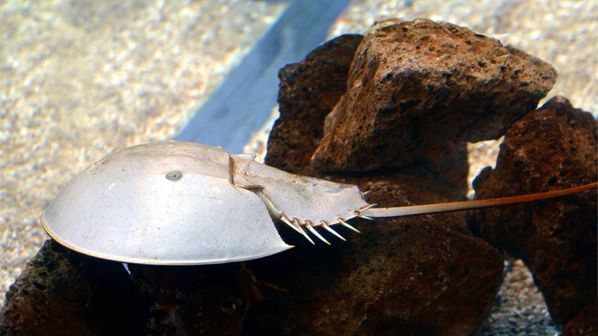 Cangrejo Herradura