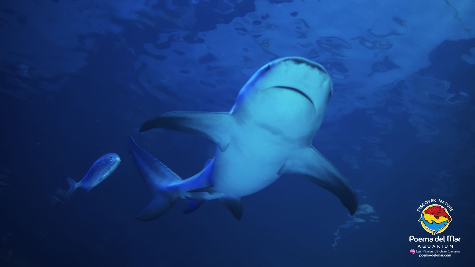 Tiburón Toro también llamado Tiburón Lamia o Sarda