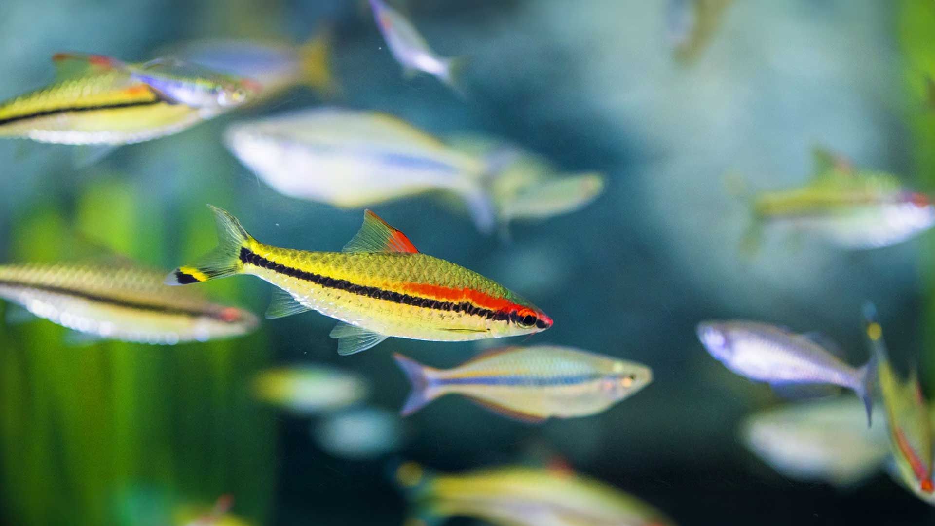 Barbo de Denisonii