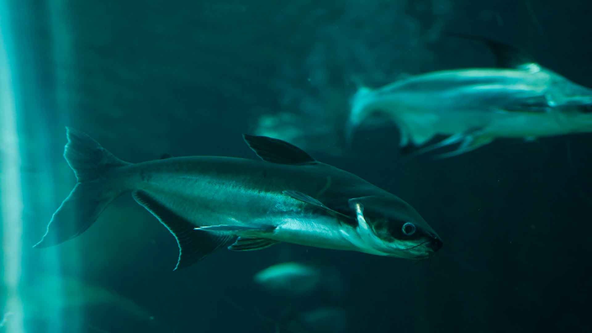 Tiburón de Sutchi
