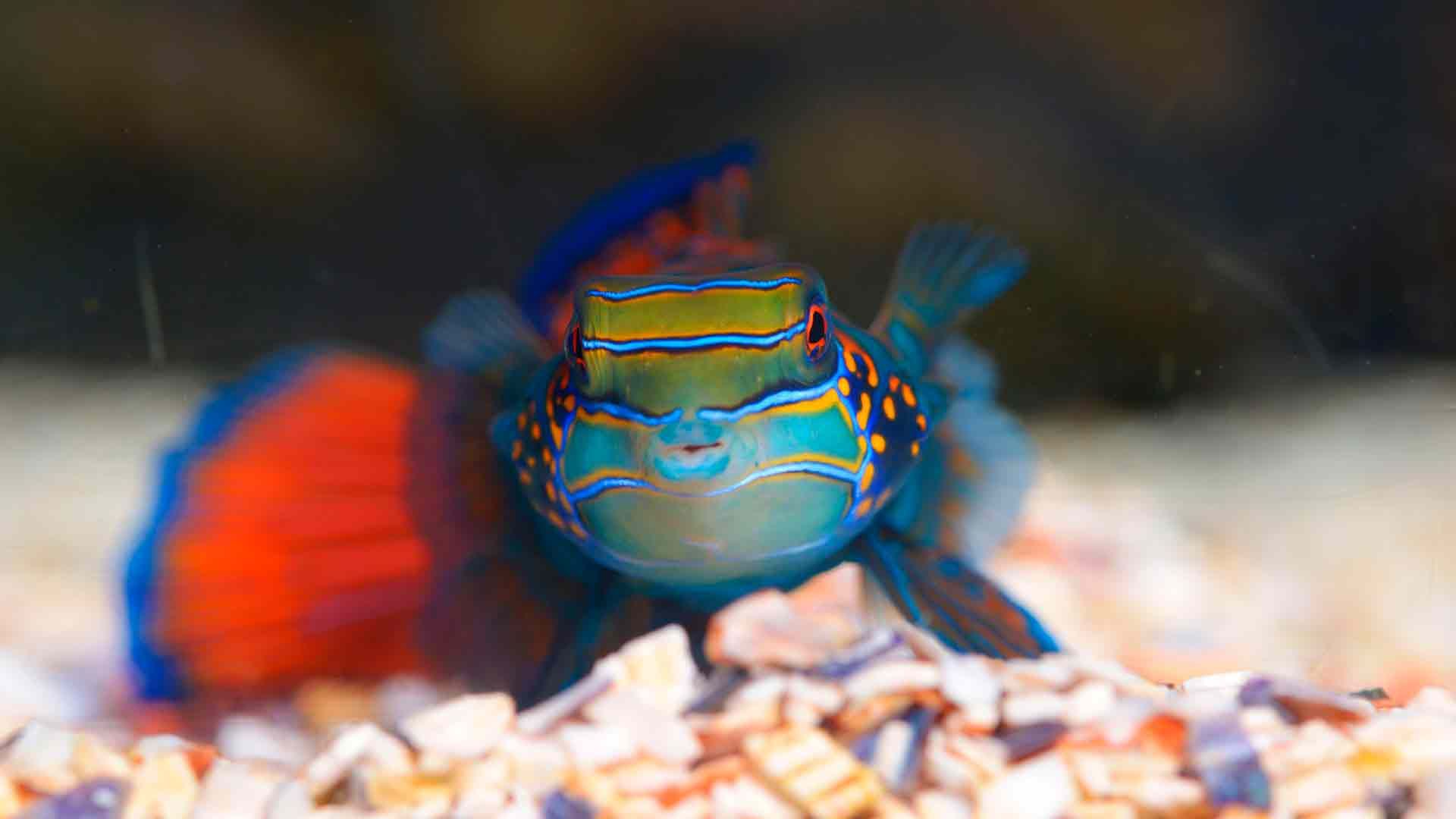 Pez Mandarin