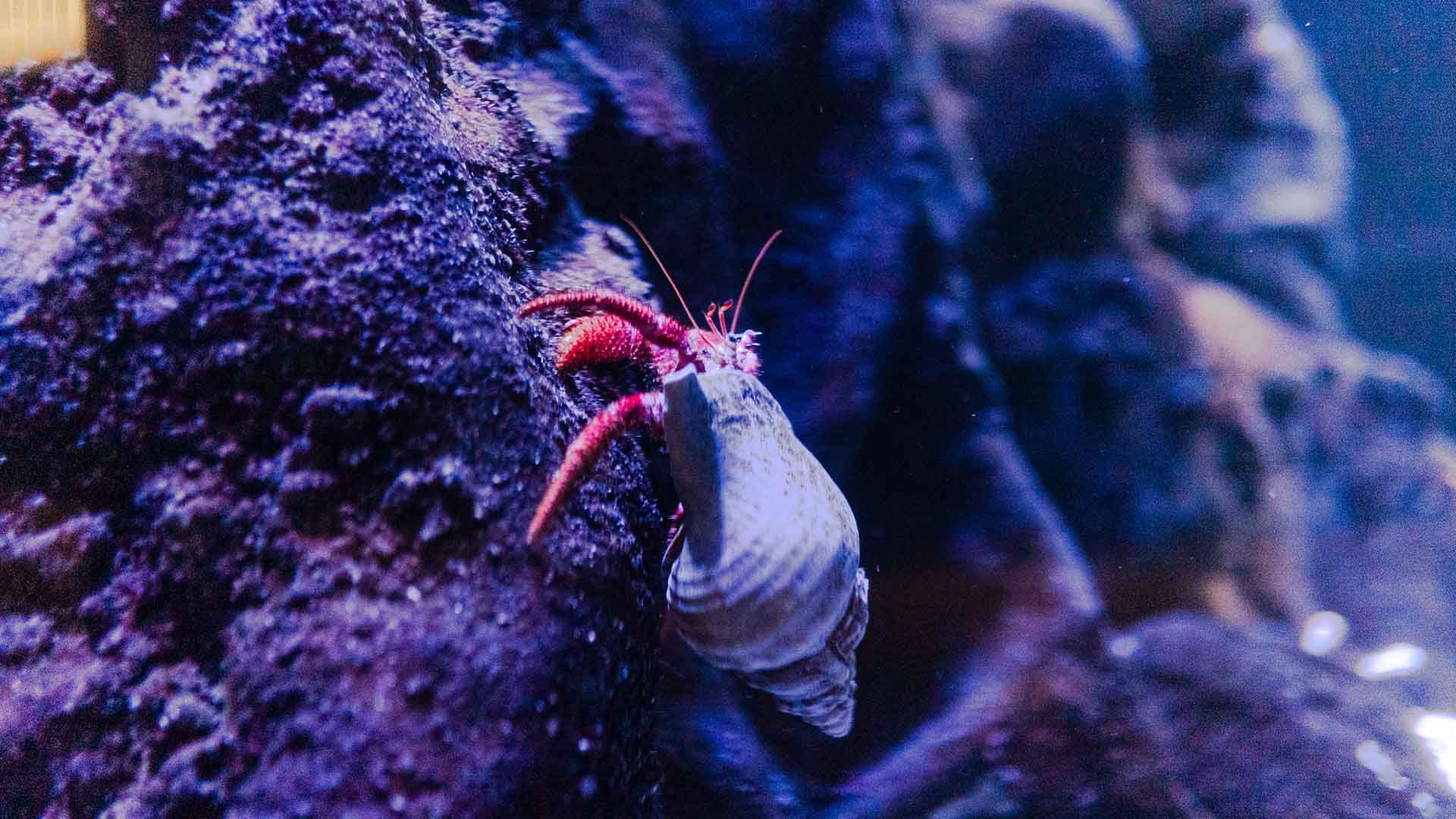 Gran ermitaño rojor Poema Del Mar Acuario Gran Canaria