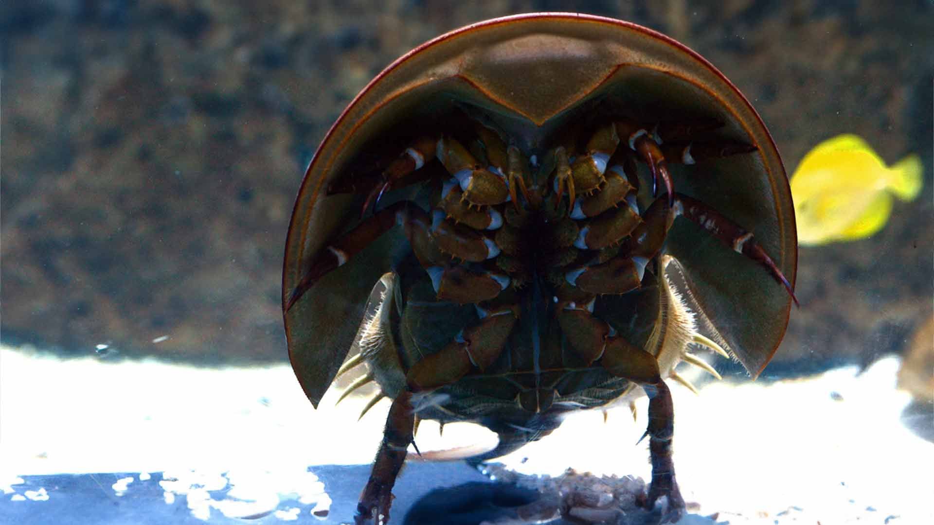 Cangrejo Herradura