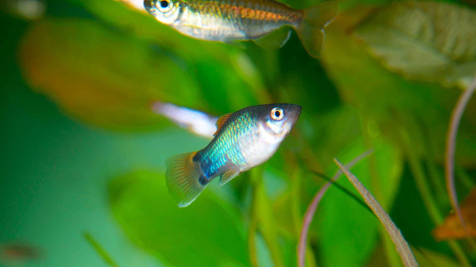 Platy Mickey Mouse