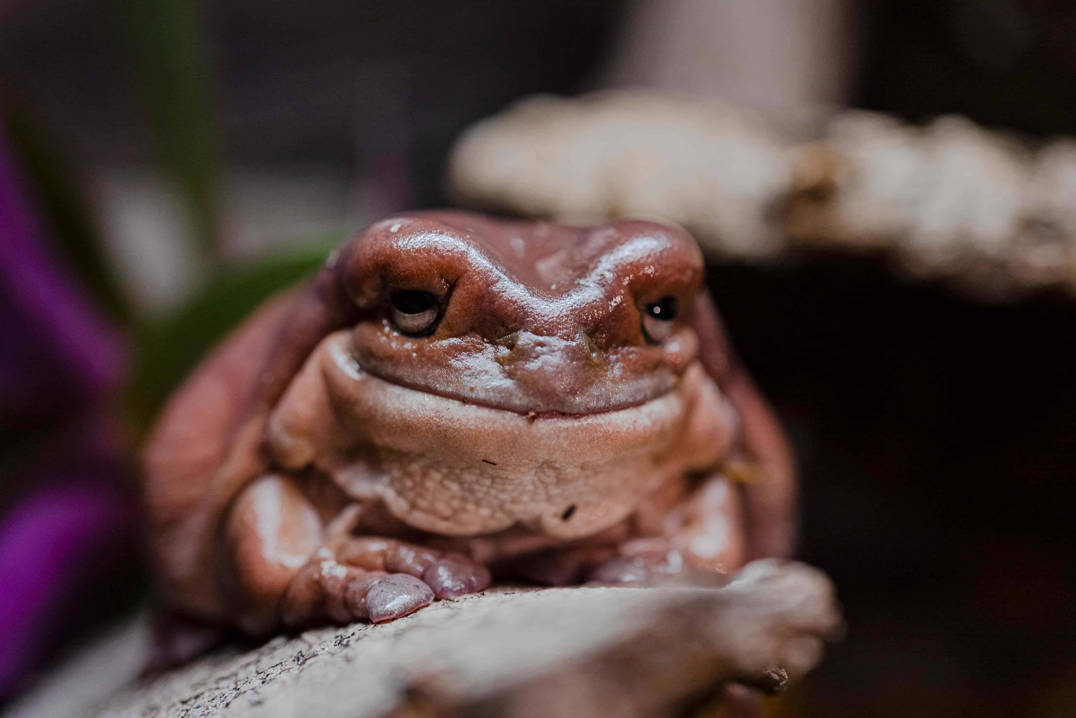 Australian tree frog characteristics