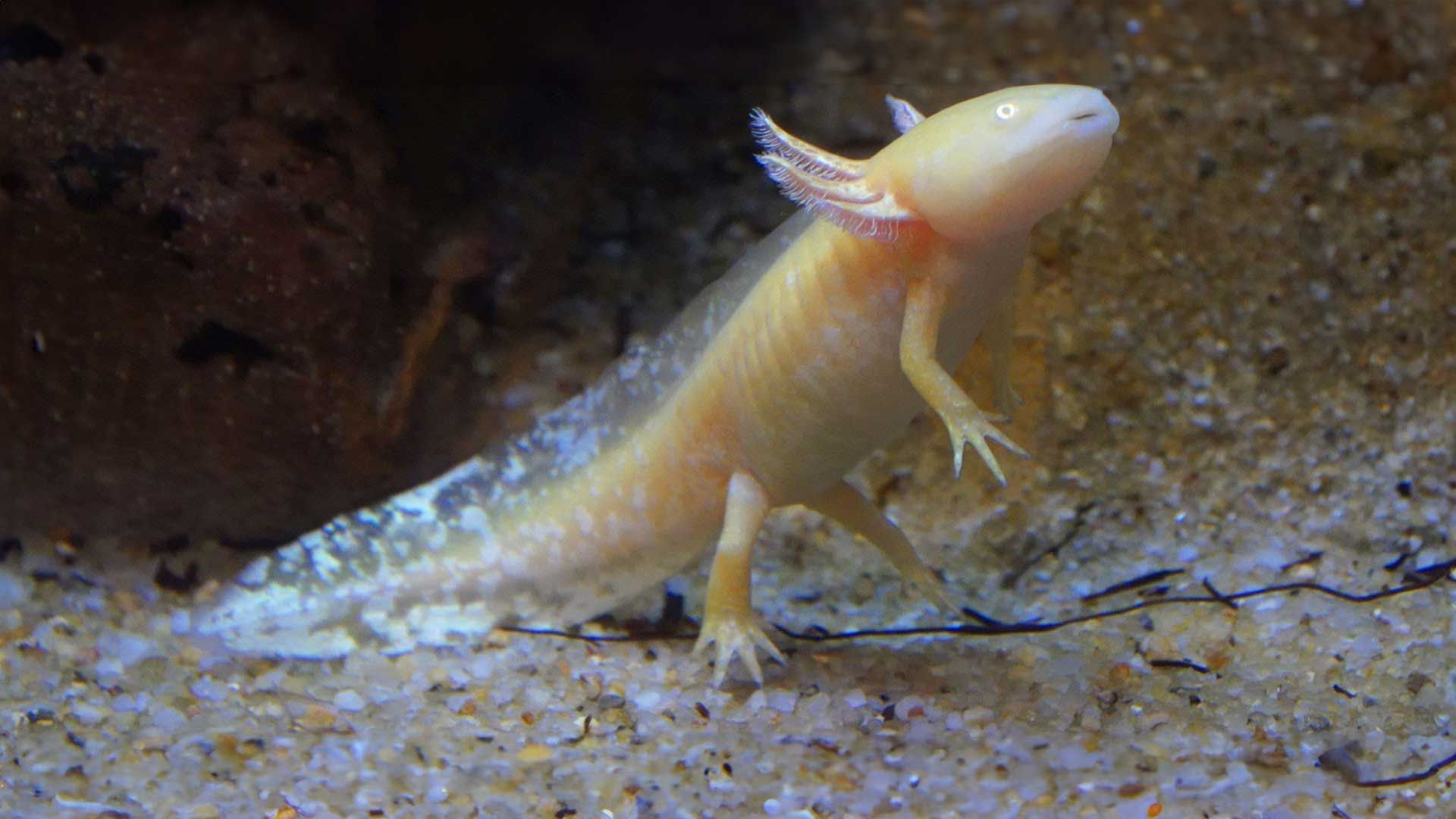 Axolote