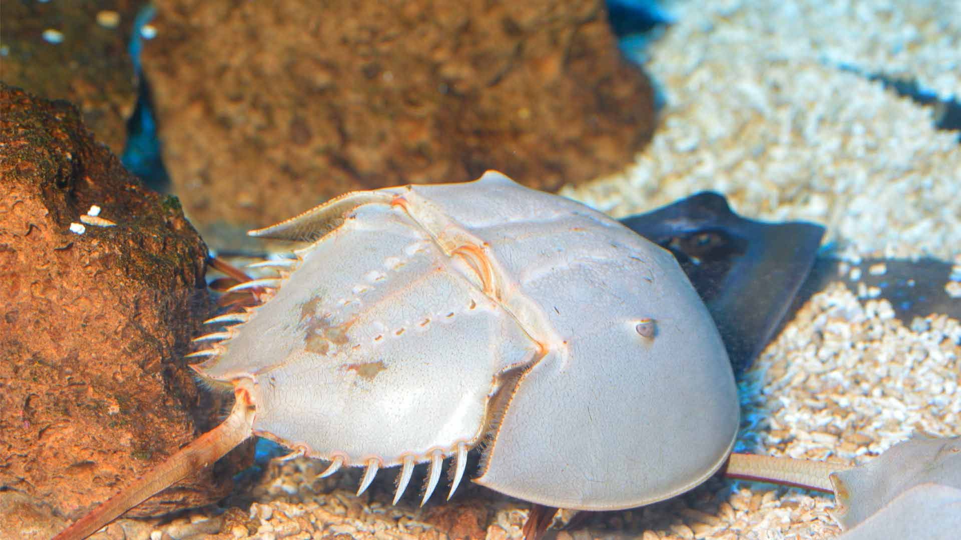 Cangrejo Herradura