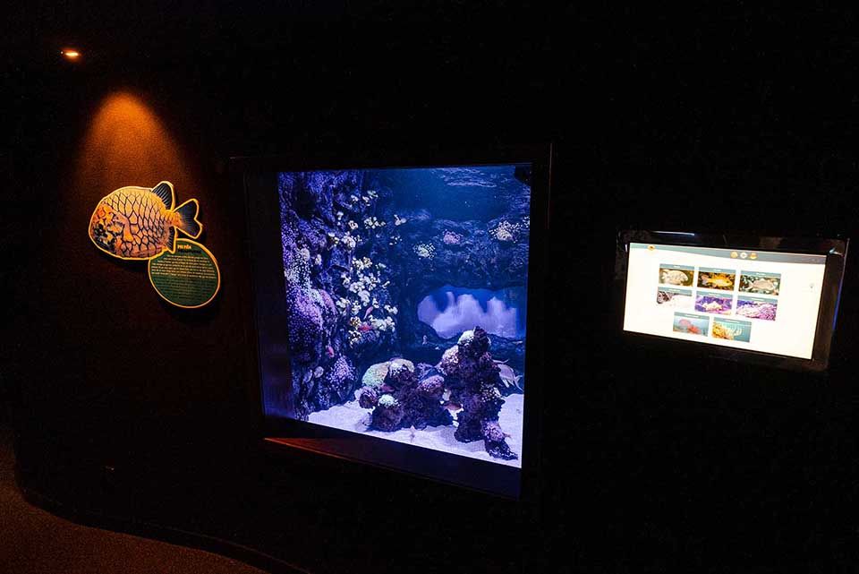 Corales de Agua Fría Poema del Mar Acuario