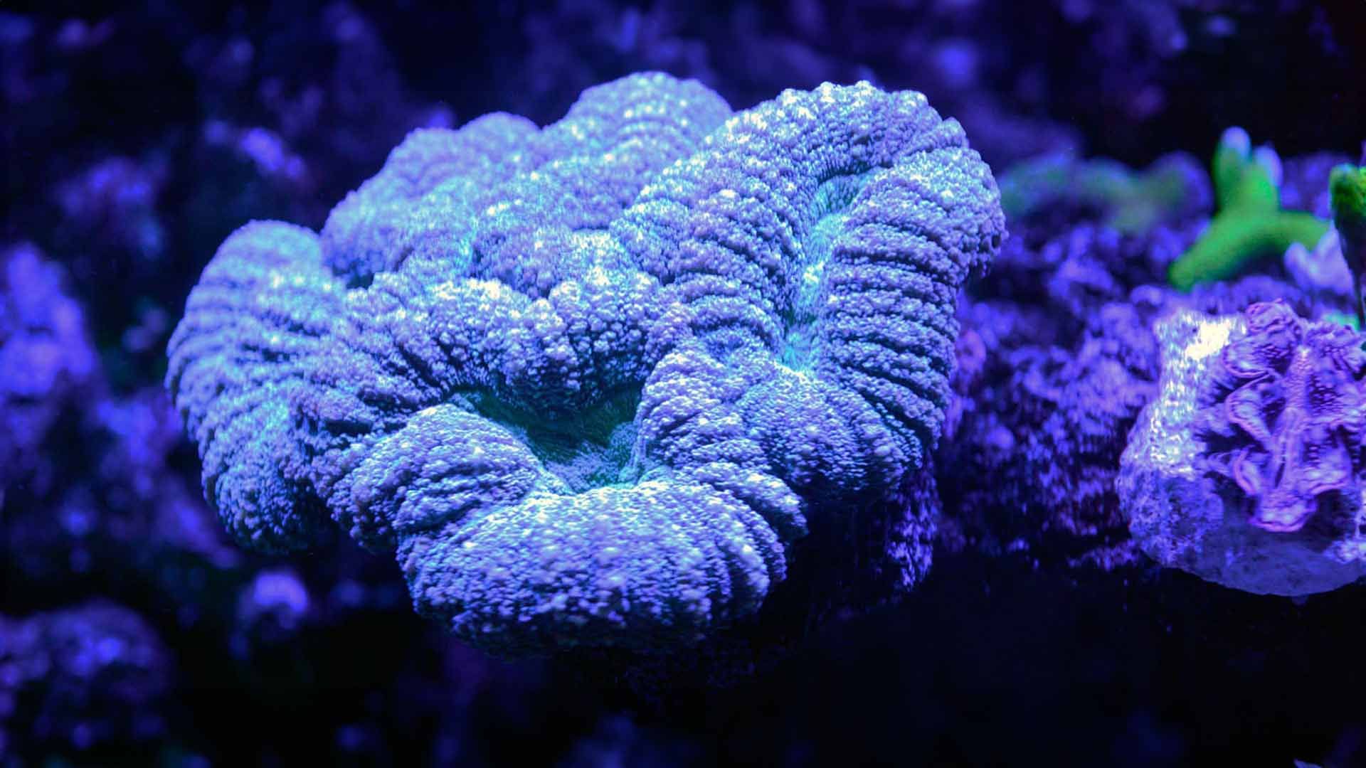 Coral Coliflor