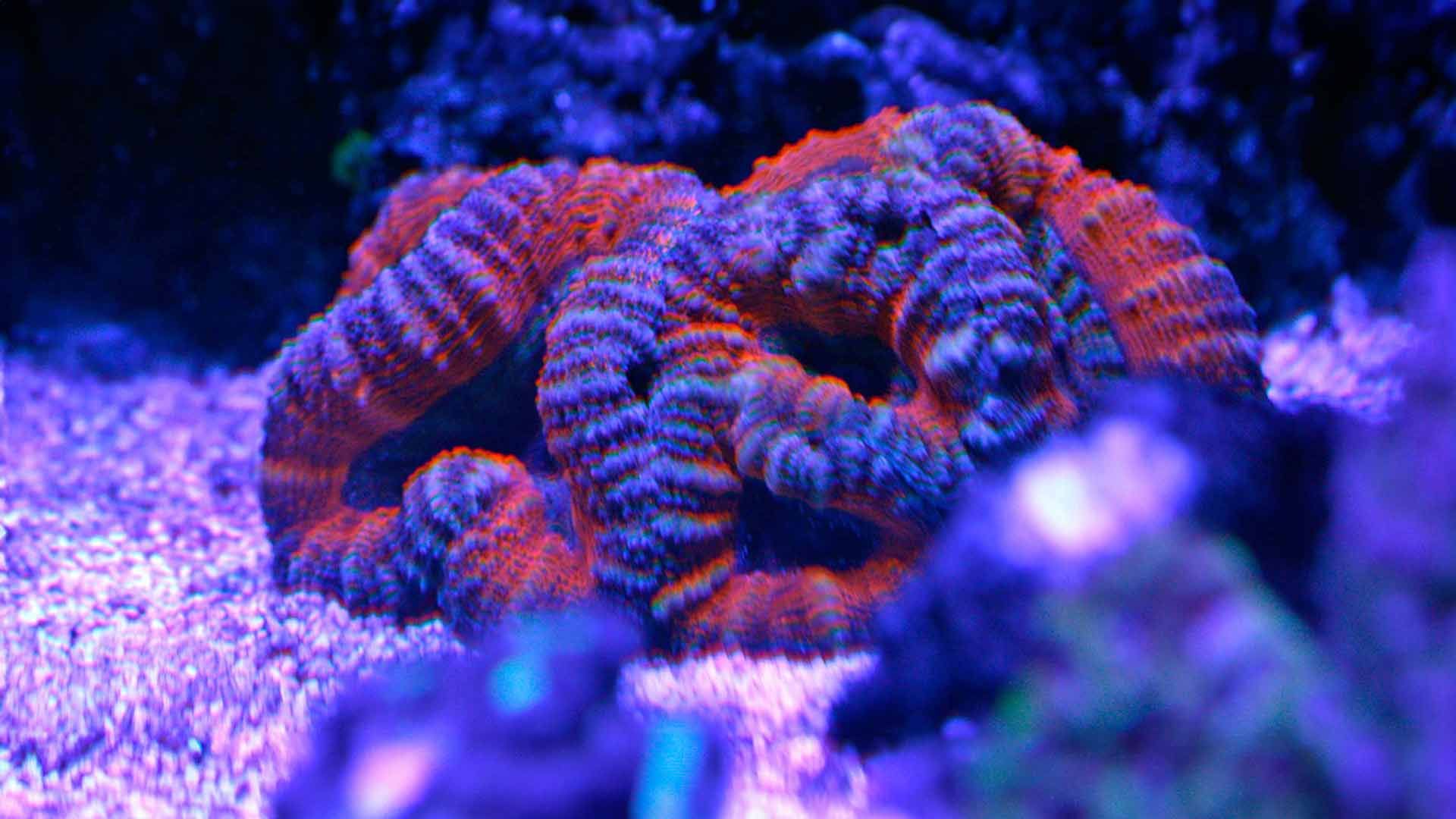 Coral Coliflor