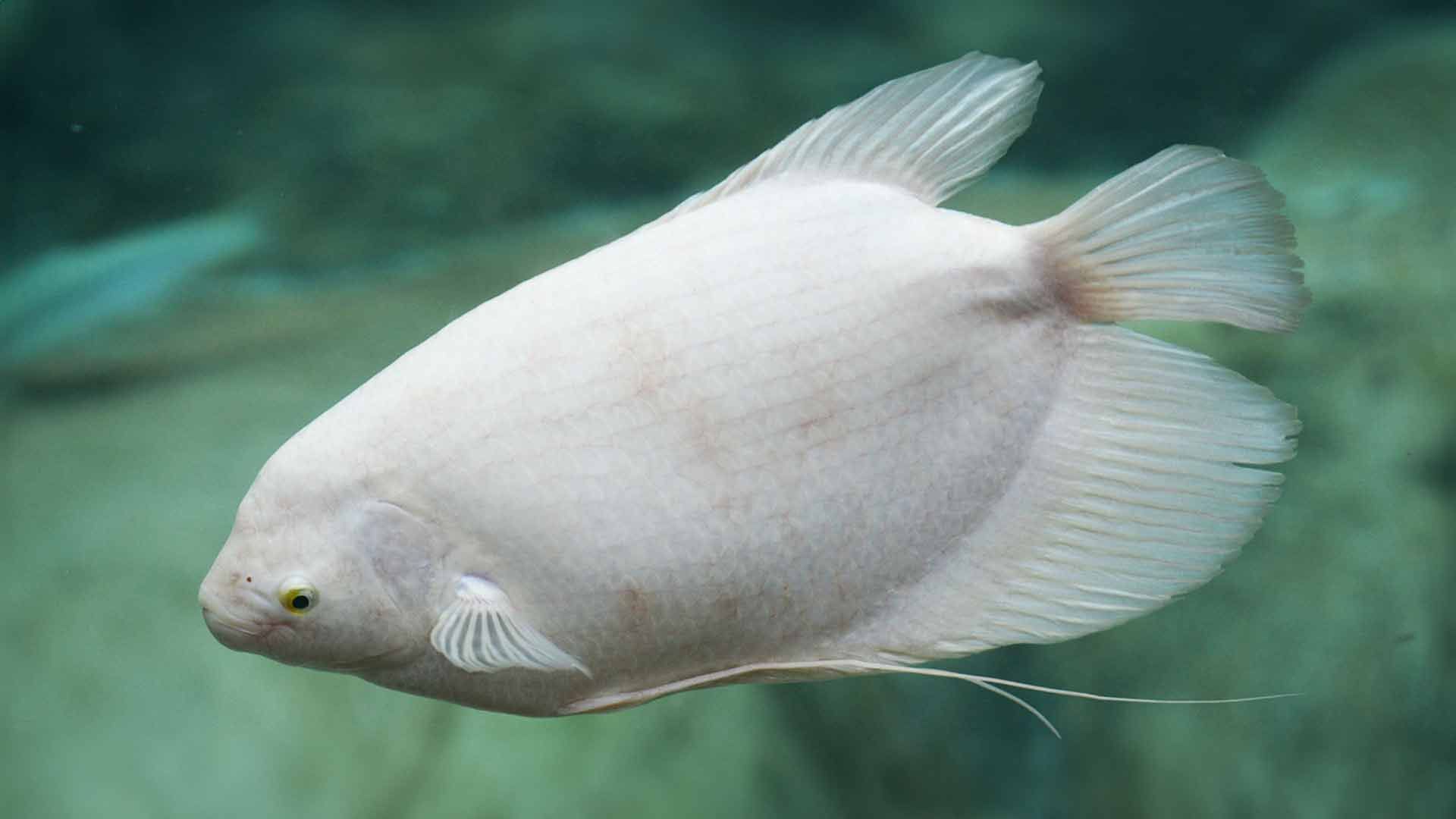 Guramí Gigante