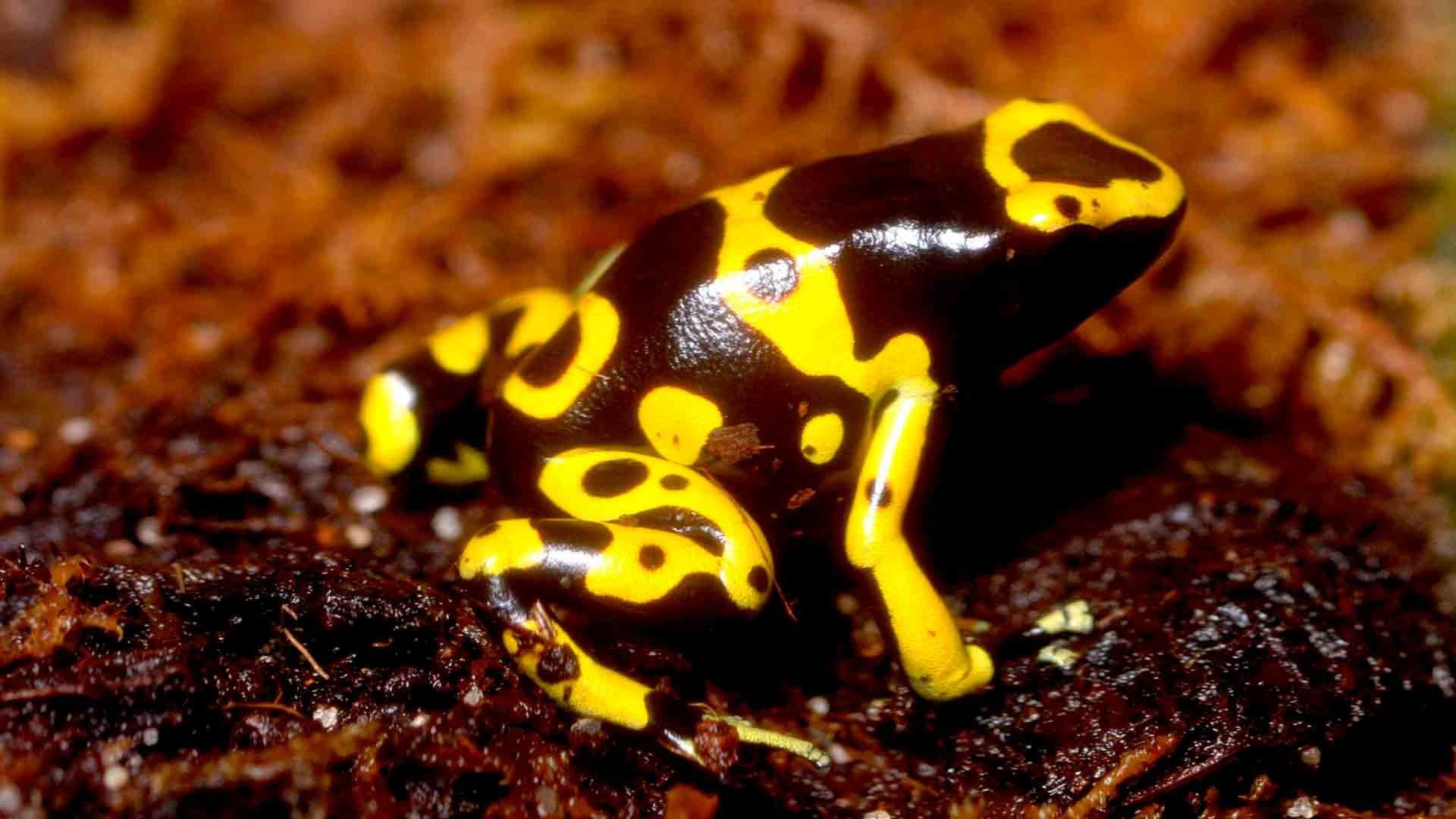 Yellow Poison Dart Frog