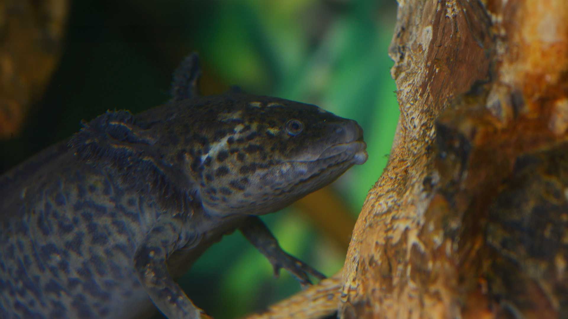 Axolote
