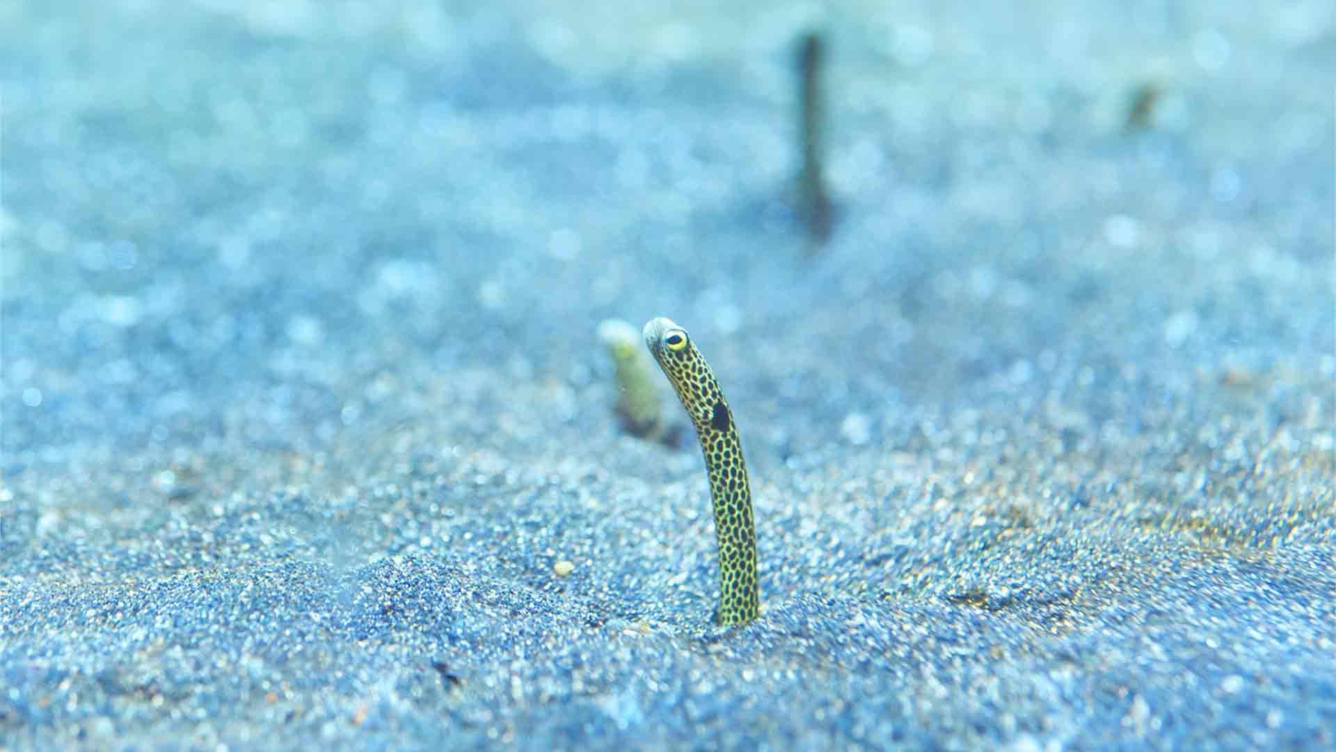 Anguila Jardinera