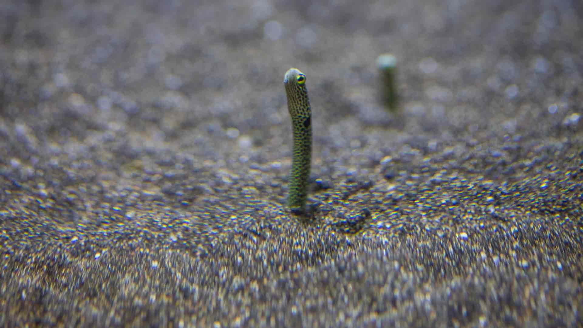 Anguila Jardinera