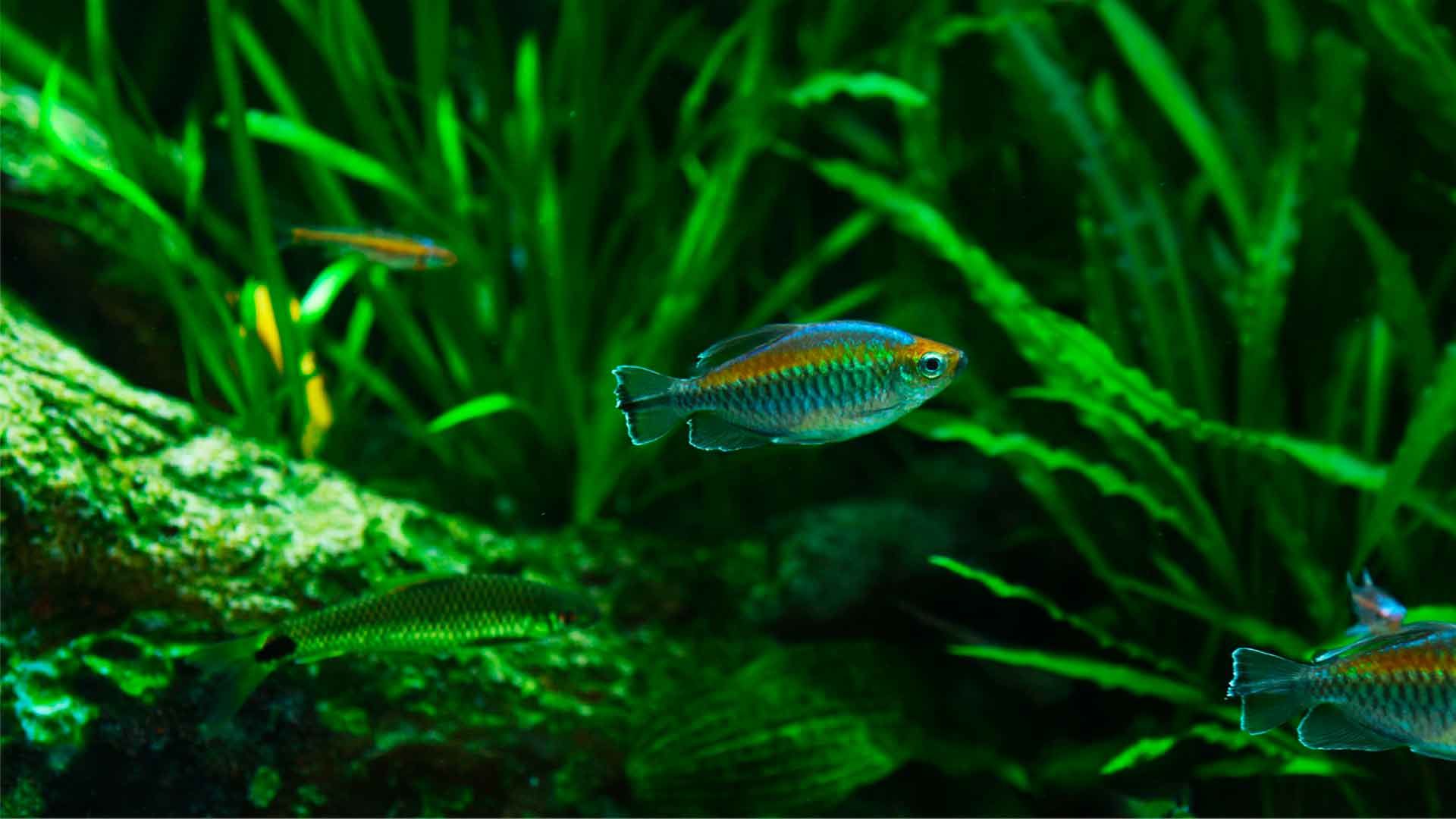Tetra del Congo