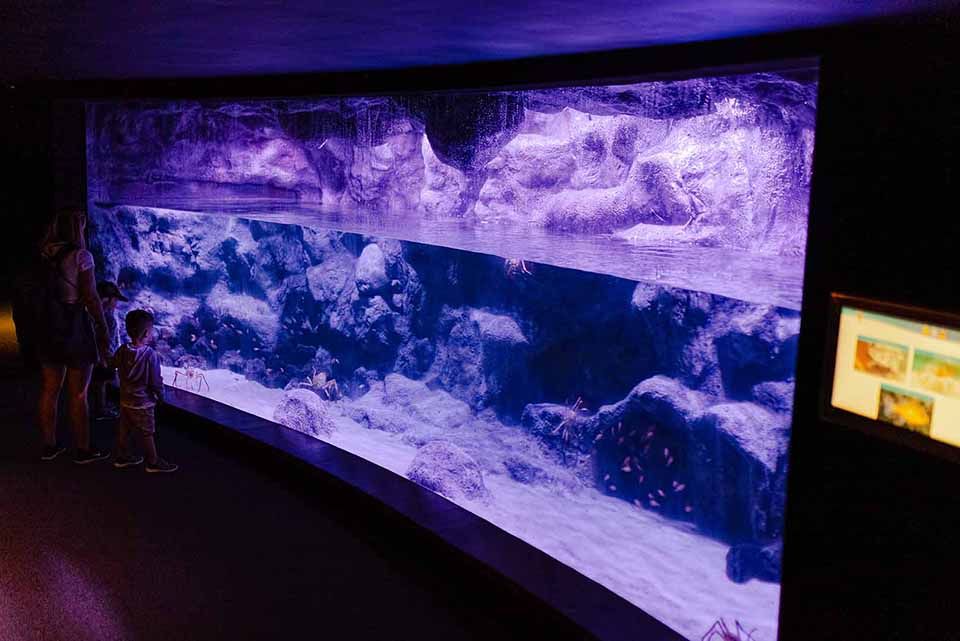 Cañón submarino Poema del Mar Acuario